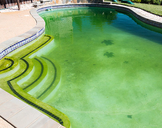 How to Kill Pool Algae