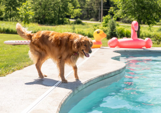 Can Bailey swim in my fiberglass pool?